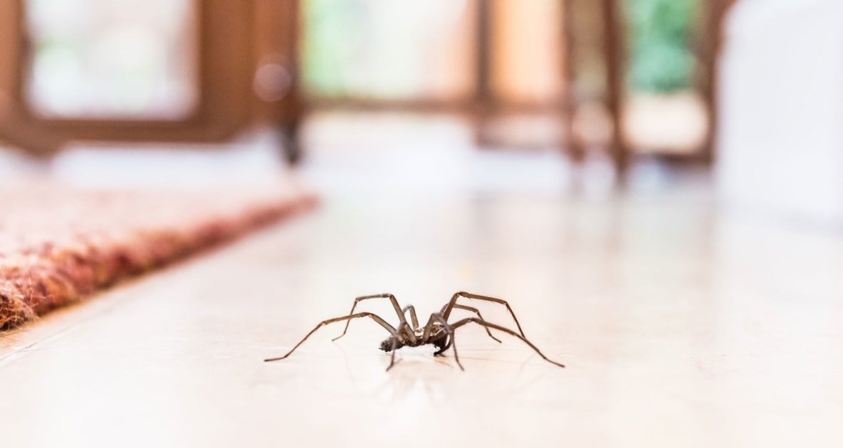 Get Handy Tips for Spider Control for Homeowners
