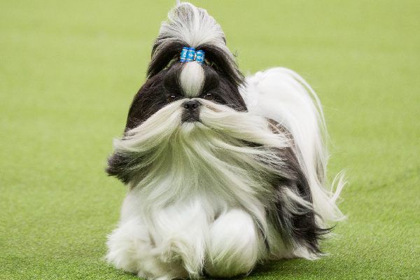 The shih Tzu dog, a furry one who falls in love