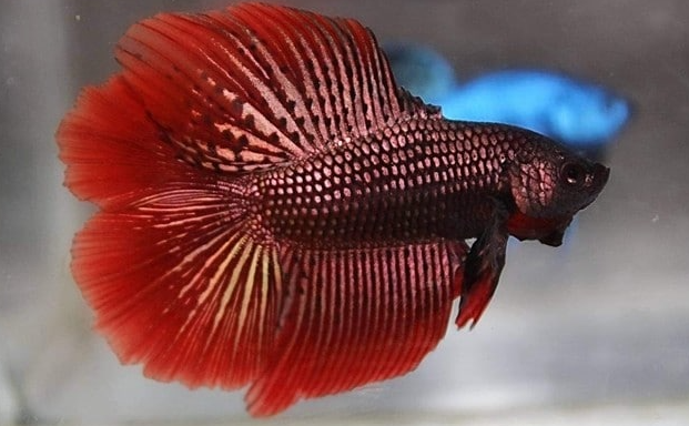 How to Tell If Your Bettas are Pregnant or Fat?