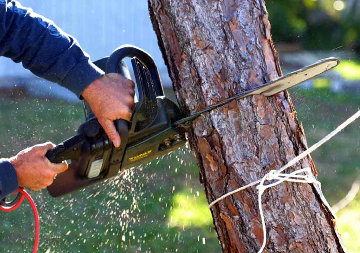 4 Great Tips for Choosing the Best Tree Removal Service for Your Home
