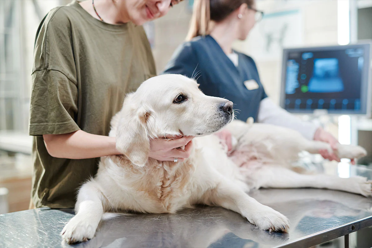 Do All Vets Take Pet Insurance? Understanding Your Options