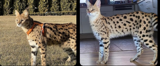 Savannah Cats available on the market: discover Your uncommon partner